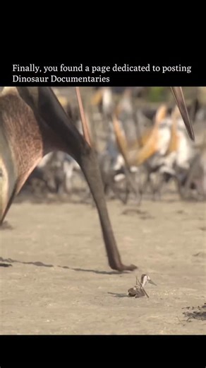 ⏰ 𝗙𝗼𝗹𝗹𝗼𝘄 𝘁𝗼 𝗴𝗼 𝗯𝗮𝗰𝗸 𝗶𝗻 𝘁𝗶𝗺𝗲 on Instagram: "Powerful predatory pterosaurs normally catch fish, but the helpless hatchlings are too good to miss. As the giants swoop overhead, the young have only one way to escape: they fold their wings and simply drop, plummeting through the air to avoid being snatched. But every meter they lose makes it harder to reach the distant forest that could save their lives. A rough crash-landing in the crowded colony is dangerous on its own—this is n