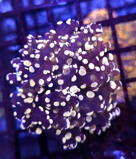 Euphyllia paradivisa Citrus Blaze WYSIWYG / 543