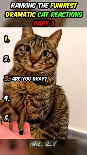 Ranking the Funniest Dramatic Cat Reactions (Part 3)