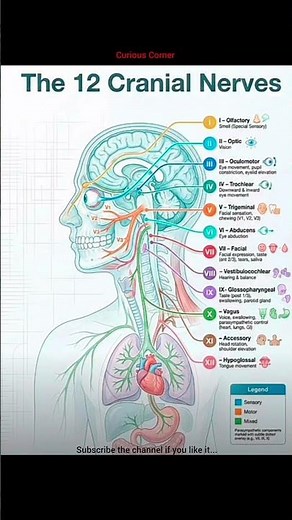 The 12 Cranial Nerves Explained – Functions & Anatomy Guide #humanbrain #cranialnerves #craniopagus