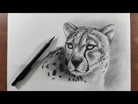 How to Draw a Realistic Cheetah in Pencil Step by Step - (Very Easy)
