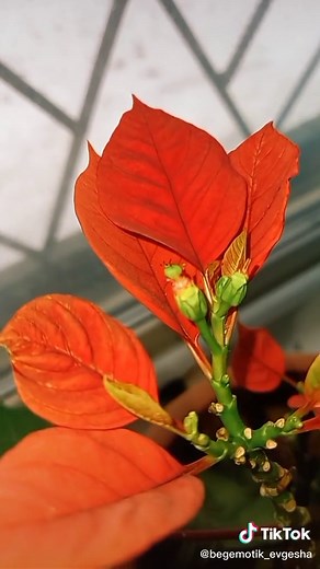 Vibrant Red Poinsettia Plant Details