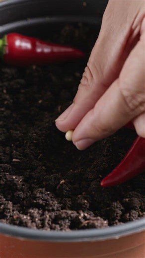 Chili Seed Germination Timelapse | From Pepper to Sprout