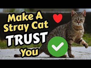 How To Get A Stray Cat To Trust You And Follow You Home