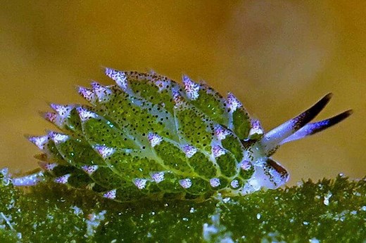 Costasiella Kuroshimae Care - Shrimp and Snail Breeder
