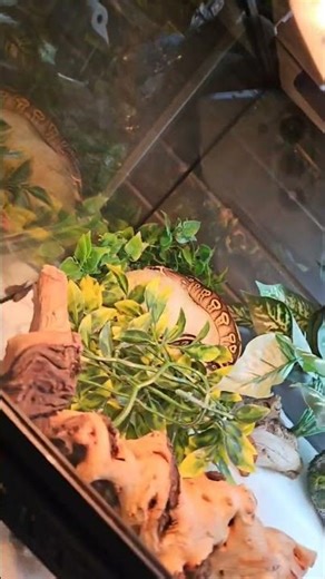 Mocha Pastel Ball Python