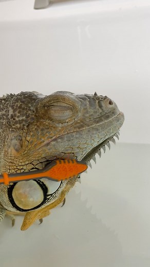 Buddy & Kristaps on Instagram: "Don’t worry , be happy 😊 . . . . . #reptiles #petsofinstagram #iguana #pet #reptilesofinstagram #cuddles #bhfyp #foryou #cuteanimals #reelsinstagram #explorepage #reptilelover #pets #petstagram"