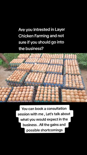 Layer Chicken Farming: Profitable Strategies & Expert Advice