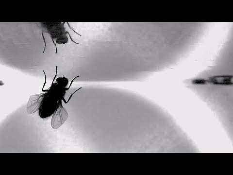 Snippet: New video reveals how flies land upside-down