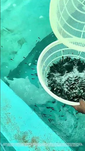 Stocking the Future: How Fish Hatchery Workers Boost Aquaculture