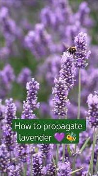 How to propagate lavender 💜🐝