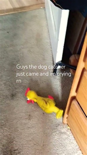 If the dog catcher comes in Washington, please show them this video..