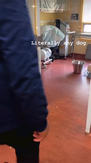 Why corgis walk like they got a whole BBL appointment at 3pm 😂🍑 Short legs, BIG bumper energy. #corgi #torontobeaches #torontovets | Kingston Road Animal Hospital