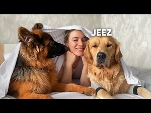 My Dogs Best Reactions | Funny Dog Videos - Part 2