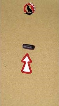 How Many Cockroaches Will Hatch | just by counting THIS #facts