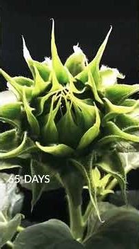 time laps nature beautiful process #forest #nature