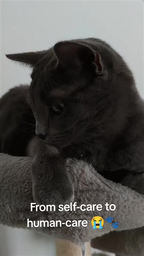 Russian Blue Cats: A Journey of Love and Care