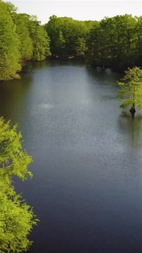 Spring is just a month away—and South Carolina will soon be brimming with beautiful blooms. 🌸 🌷Save this for spring planning and visit the link in our bio to plan your garden trip this season. #DiscoverSC | Discover South Carolina