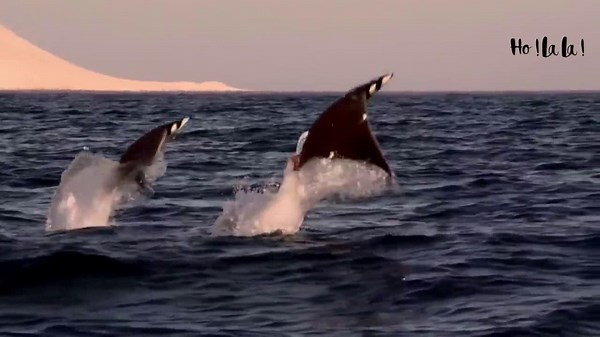 Tout ce qu'il faut savoir sur la raie manta
