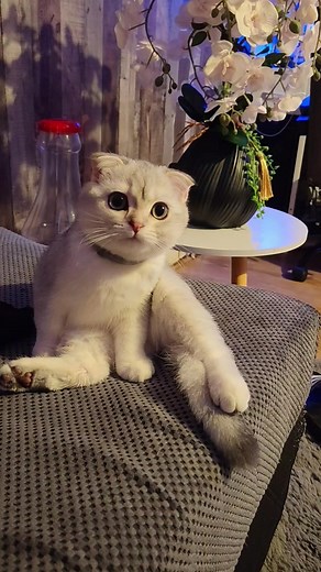 Sonya_meow on TikTok