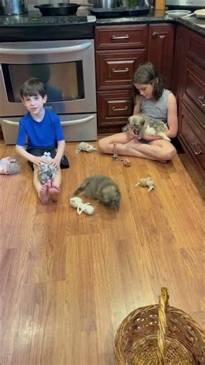 Kase Havanese Puppies For Sale and Ready To go September 11