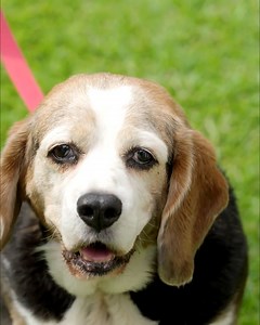 18K views · 38 reactions | Dr. Harry meets Ollie the Beaglier and finds out his family’s love has led to a bit too much weight for a dog his size. To help Ollie through his twilight years in good health, Dr Harry will have to devise a special low-calorie diet, but will Ollie turn up his nose at his new meals? Catch this story tonight at 7pm on 7 and 7Two. | Better Homes and Gardens Australia | Facebook