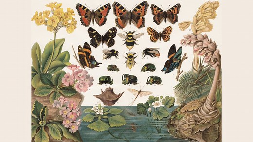 7 fascinating insights into how new species form