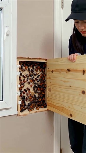 infestation of cockroaches in the wall #cockroachcontrol | Epic Natural Health