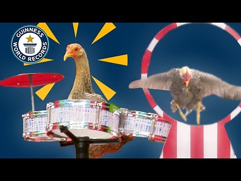 Super-fast CHICKEN breaks World Record! | Guinness World Records