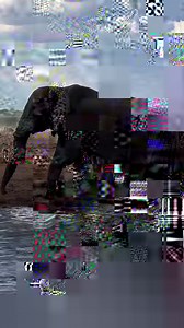 136K views · 7.7K reactions | Meet The Ghanaian Family Living In Trinidad & Tobago  | Wodemaya | Facebook