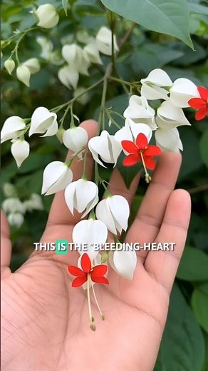 Grow the Most Romantic Flower in Your Garden | The Bleeding Heart vine (Clerodendrum thomsoniae)