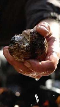 Hunting for Truffles