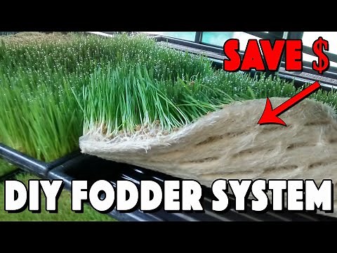 Fodder For Chickens! How To Build A Fodder System And Save Money!