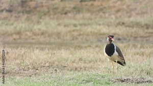 Red-wattled lapwing (Vanellus indicus) is an Asian lapwing or large plover,
