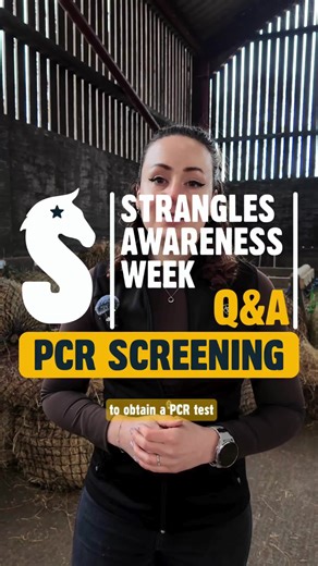 How effective is scoping to help protect a yard from the spread of Strangles? Today, Dr Abbi McGlennon looks at this important testing procedure and how it fits in with other biosecurity measures. Strangles Awareness Week 2026 is brought to you by: @redwingshorsesanctuary @worldhorsewelfare @mareandfoalsanctuary @britishhorsesociety @thehorsetrust1886 Dechra Equine Infectious Disease Surveillance Edinburgh University Surveillance of Equine Strangles Intervacc #StranglesAwarenessWeek #SAW26 #Simp