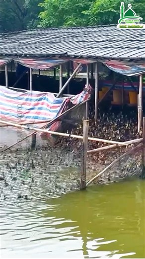 Make a duck house by a pond or canal using this method🦆🐣
