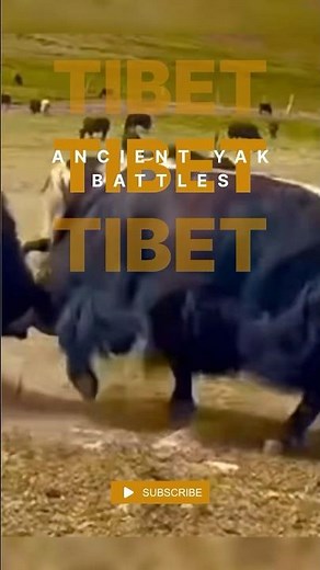 INTENSE Yak Battle in Mongolian Wilderness | Raw Nature Footage #tibet #mongolia #mongolie #fight
