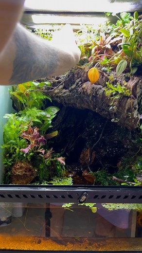 38K views · 424 reactions | Multi-Species Ecosystem  . . . . . . . #ecosystem #ecosystems #nature #animals #naturelovers #natureindoors #tropicalplants #bioactive #paludarium #aquascape #terrarium #vivarium #aquarium #bioactivevivarium #bioactiveterrarium #bioactivesetup #bioactiveenclosure #bioactivehabitat #plants #moss #mossterrarium #plant #frog #crab #gecko | AntScapes | Facebook