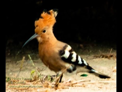 Eurasian Hoopoe - upupa epops (#birds #birdwatching #birdwatch #hoopoe )