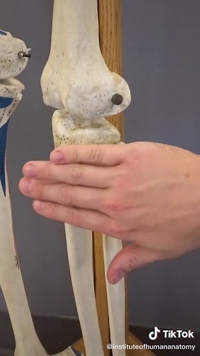 Fibula has an ‘L’ in it — so does “Lateral”. Thanks for coming to my TED Talk #LearnOnTikTok #TikTokPartner #Fibula #Tibia