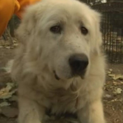 554K views · 1.7K reactions | Meet Charlie the rescue Maremma. He...