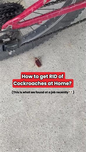 This is what we found at a recent Gold Coast job 😳 Cockroach infestation like this? Here's how to prevent it from happening to you. Keep your home clean, cut moisture by fixing leaks, declutter to remove hiding spots, and seal up cracks. Finally, get our team to treat your home to keep it pest-free. Link in bio to book 🔗 #gcpestcontrol #pestcontrol #goldcoast #cockroaches #pestcontrolaustralia #goldcoasthomes | GC Pest Control