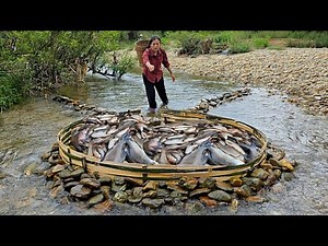 Diep's primitive fish trapping skills, using bamboo to create a fish trap, harvested 14kg of fish.