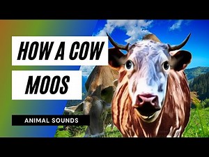 How A Cow Moos / Sound Effect / Animation