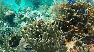 File:Blue chromis (Chromis cyanea) in Honduras.webm - Wikimedia Commons