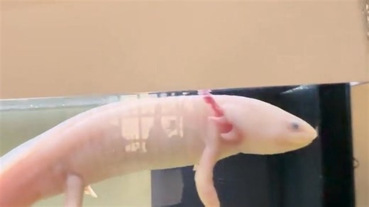 My Axolotl has been floating to the surface recently, is this normal? I’m fairly new to taking care of Axolotls, only had Axel for 3 months now. For a little more context, before I even brought him home, I did everything the dealer told me to. I cycled the water for 7 days with Stability. Did the whole acclimation process before taking him out of the bag. And a month after, did a 50% water change and washed out the filter as recommended by the dealer while Axel was in the water, added Prime and 