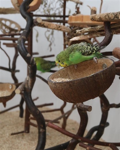 Das Outbäckle... on Instagram: "Wartet auf mich! 🤨 Wenn frisch Futter angerichtet wird, sind alle flott an der Futterstelle. Mücke ist allerdings spät dran und beeilt sich auf der Wendeltreppe, wohl wissend, dass hier auch Futterinhalatoren wohnen. Bei Tüffi dauert das immer etwas und ich trainiere derzeit mit ihr, dass sie das Klimpern im Futterglas als das Läuten zum Körnchenfassen begreift. In dieser Szene hat sie das Läuten mal wieder nicht gehört, sieht aber den flotten Mücke wendeln. Jetz