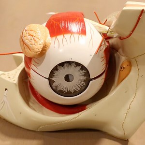 Discovering New Ways to Help People With Central Vision Loss