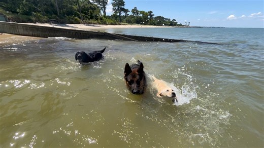 Blue Ridge Lane Farm & German Shepherds on Reels