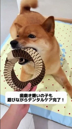 This dog chew toy is surprisingly resistant to dirt and odors! I'm truly amazed at how clean and ...
